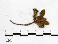 登錄號:F0020688藏品圖，第3張