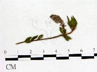 登錄號:F0020689藏品圖，第1張