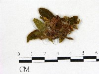 登錄號:F0020690藏品圖，第1張