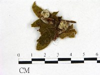 登錄號:F0020690藏品圖，第3張