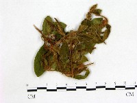 登錄號:F0020691藏品圖，第1張