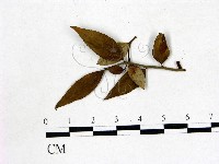 登錄號:F0020692藏品圖，第1張