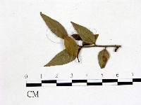 登錄號:F0020692藏品圖，第3張
