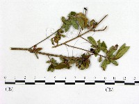 登錄號:F0020693藏品圖，第1張