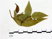 登錄號:F0020694藏品圖，第1張