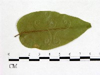 登錄號:F0020695藏品圖，第1張