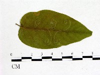登錄號:F0020695藏品圖，第3張