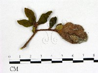 登錄號:F0020696藏品圖，第1張