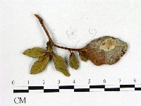 登錄號:F0020696藏品圖，第3張