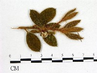 登錄號:F0020697藏品圖，第3張
