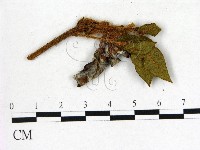 登錄號:F0020698藏品圖，第1張