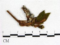 登錄號:F0020698藏品圖，第3張