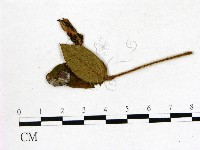 登錄號:F0020699藏品圖，第1張