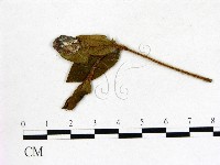 登錄號:F0020699藏品圖，第3張