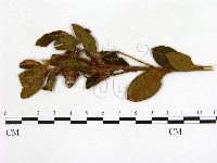 登錄號:F0020700藏品圖，第1張