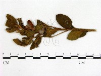 登錄號:F0020700藏品圖，第3張