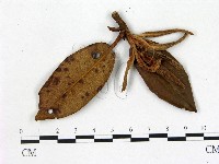 登錄號:F0020702藏品圖，第1張
