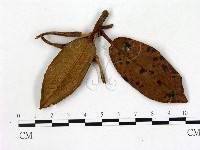 登錄號:F0020702藏品圖，第3張