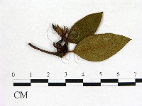 登錄號:F0020703藏品圖，第1張