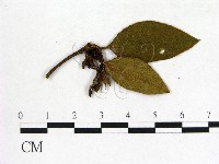 登錄號:F0020703藏品圖，第3張