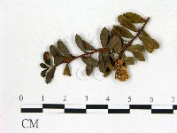 登錄號:F0020704藏品圖，第3張