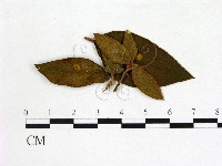 登錄號:F0020705藏品圖，第1張