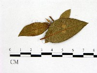 登錄號:F0020705藏品圖，第3張