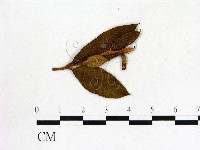 登錄號:F0020706藏品圖，第1張