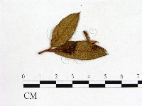 登錄號:F0020706藏品圖，第3張
