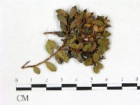 登錄號:F0020707藏品圖，第1張