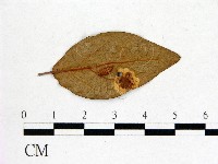 登錄號:F0020708藏品圖，第1張
