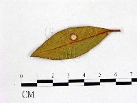 登錄號:F0020709藏品圖，第1張