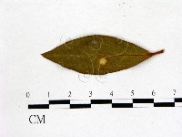 登錄號:F0020709藏品圖，第3張