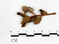 登錄號:F0020711藏品圖，第1張