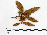 登錄號:F0020712藏品圖，第1張