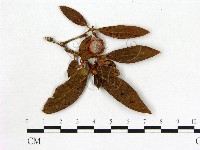 登錄號:F0020712藏品圖，第3張