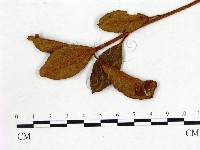 登錄號:F0020713藏品圖，第1張