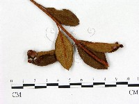 登錄號:F0020713藏品圖，第3張