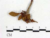 登錄號:F0020714藏品圖，第1張