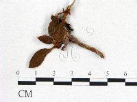 登錄號:F0020714藏品圖，第3張