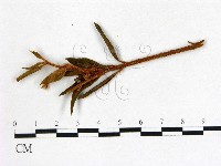 登錄號:F0020715藏品圖，第3張