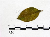 登錄號:F0020716藏品圖，第1張
