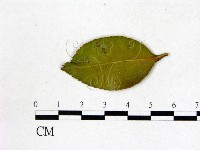 登錄號:F0020716藏品圖，第3張