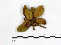 登錄號:F0020717藏品圖，第1張