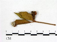 登錄號:F0020718藏品圖，第3張