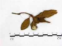 登錄號:F0020719藏品圖，第1張