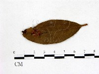 登錄號:F0020720藏品圖，第1張