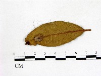 登錄號:F0020720藏品圖，第3張