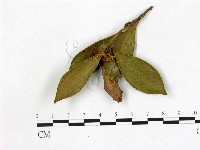 登錄號:F0020721藏品圖，第1張