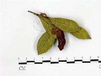 登錄號:F0020721藏品圖，第3張